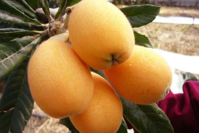 AF221【令和8年度出荷分】果汁たっぷり！川田さん家の温室栽培びわ 1kg [びわ ビワ フルーツ 果物 長崎県 島原市]