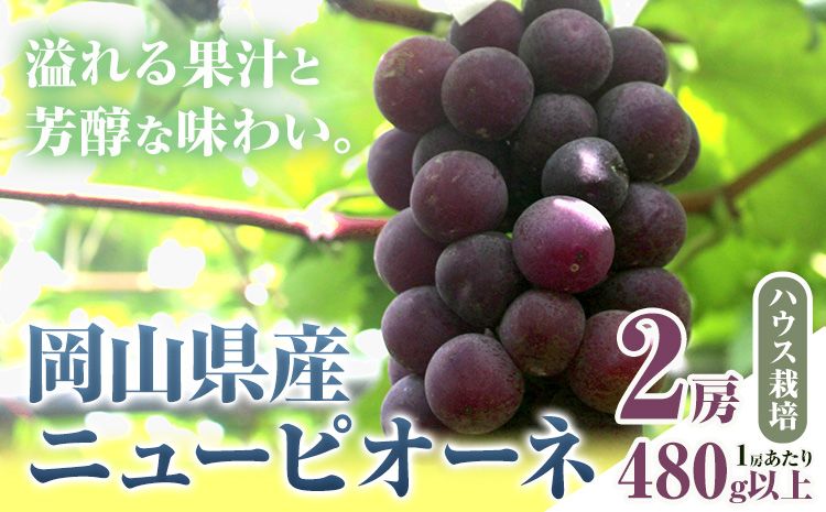 [先行予約] 岡山県産 ニューピオーネ 2房 480g以上 ハウス栽培 葡萄 果物 厳選出荷 スイーツ フルーツ デザート 岡山県矢掛町[7月上旬-8月下旬出荷] 種なしぶどう [配送不可地域あり]---osy_chbf20_ak7_26_18000_2---