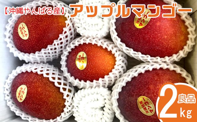 2024年発送【沖縄やんばる産】2kg　良品アップルマンゴー（Ms mango farm）