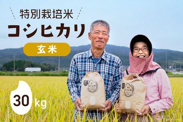 特別栽培米 コシヒカリ 玄米 30kg×1 [農家にしの 石川県 宝達志水町 38600601] 米 お米 ご飯 ごはん