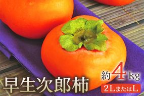 柿 早生次郎柿 約4kg | 先行予約 柿 かき カキ フルーツ 果物 くだもの 四角 甘柿 ギフト 贈り物 わせじろう 豊岡柿出荷組合 埼玉県 杉戸町