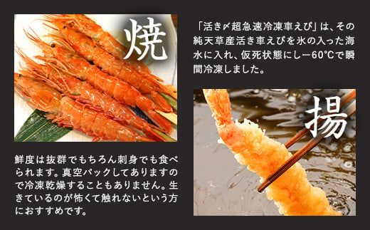 活き〆超急速冷凍車えび 500g（約16～22尾） 車海老 車えび 車エビ 海老 えび エビ 刺身 刺し身 真空パック 海鮮 冷凍 熊本県 上天草市