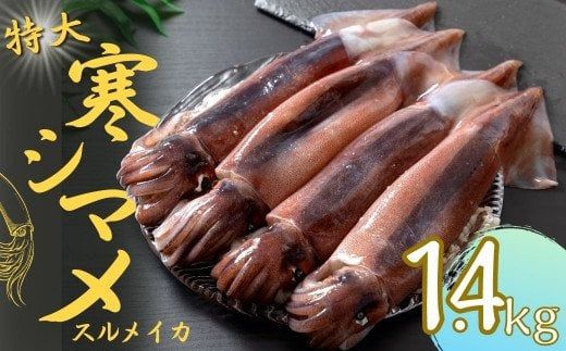 今が旬!朝どれ寒シマメ特大サイズ(350-400g)丸ごと4杯セット 1.4kg〜1.6kg