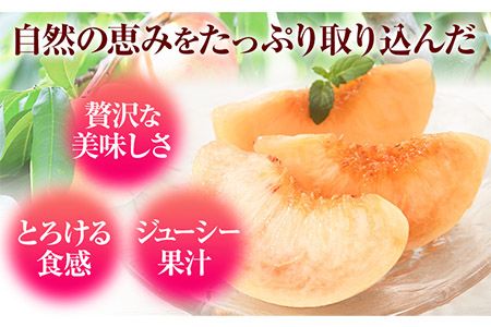 桃 もも 和歌山県産 約4kg 《2026年6月中旬-8月中旬頃出荷》 紀の里の桃 送料無料 10-15玉入り 旬の桃を厳選 あかつき モモ 果物 フルーツ お取り寄せ 予約 和歌山 白鳳 日川白鳳 八旗白鳳 清水白桃 川中島白桃 つきあかり なつおとめ---wfn_cwlocal73_6c8c_25_22000_4kg---