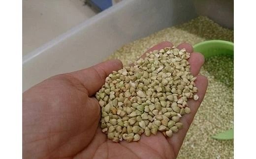 【スピード発送】0B1-69 豊後高田産　そばの実1kg