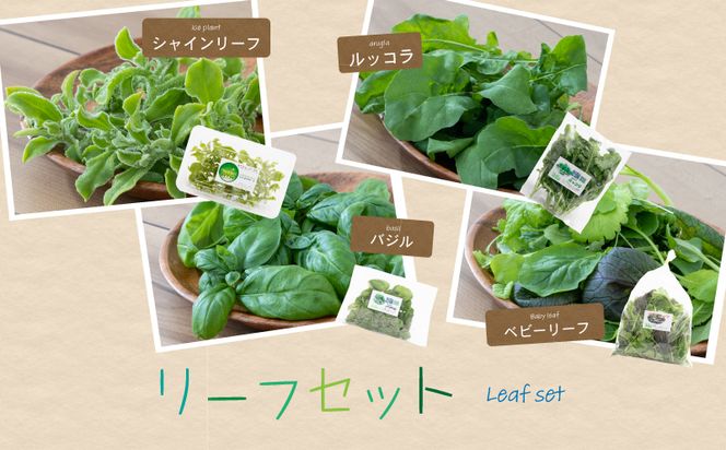 BB021　リーフ野菜8種類詰合せセット