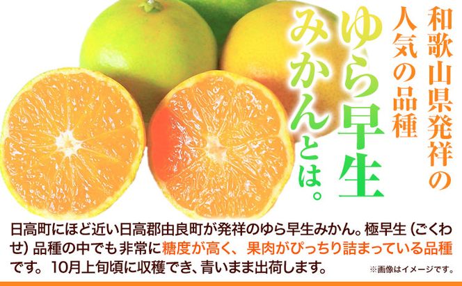 紀州和歌山有田産 ゆら早生みかん 選べる 約5kg 約10kg 株式会社魚鶴商店《2026年10月-11月頃出荷》 和歌山県 日高町 みかん 早生 柑橘---wsh_utsywm_10g11j_25_13000_5kg---
