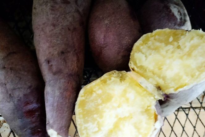 【先行予約】京都京丹後産さつまいも 訳あり 土付き 金時芋 5kg（2025年11月中旬～発送）　FR00019