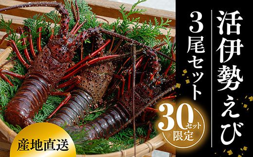 [数量限定]産地直送!活き伊勢えび 約200〜250g×3尾 限定50セット ※北海道・東北地方・沖縄・離島への配送不可 ※2024年9月上旬〜11月上旬頃に順次発送予定