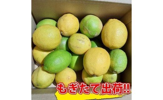 【有田川町】レモン 和歌山県産 訳あり 国産レモン 1500g  	CE008