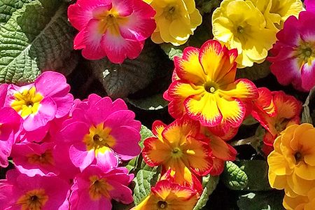 季節の草花 詰め合わせ｜花苗 ポット苗 宿根草 多年草 一年草 園芸 ガーデニング [0133]