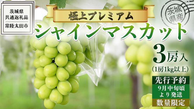 【 先行予約 】茨城県産 極上プレミアム シャインマスカット 1房1kg以上 数量限定 3房入り ( 茨城県共通返礼品 : 常陸太田市 ) 【 2024年 9月中旬頃より発送 】シャインマスカット フルーツ ぶどう 葡萄 ブドウ マスカット 果物 期間限定 数量限定 [EN017us]