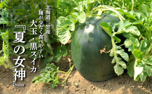 ykCO}szs2026NttwĂ̏_xʁI킪ȂĊÂXCJ1ʓi6`8kgjy01061z