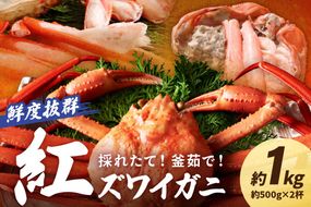 採れたて！釜茹で！　紅ズワイガニ　2杯 YK00312