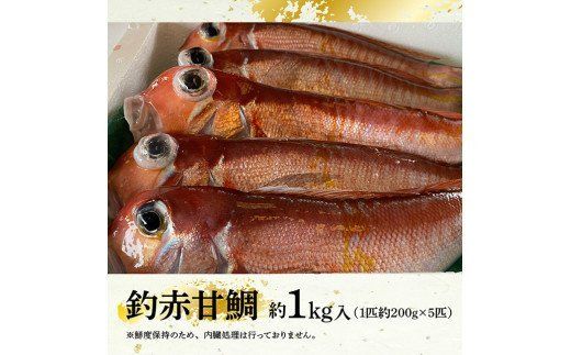 『釣赤甘鯛 C』　魚 [G4407]