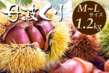 京都亀岡産 丹波くり M～Lサイズ 1.2kg【期間限定 数量限定】 《栗 くり 丹波栗 小粒 お菓子用》 ※北海道・沖縄・離島への配送不可 ※2024年9月中旬～10月中旬ごろに順次発送予定