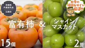 富有柿15個 と シャインマスカット2房【令和6年11月より発送開始】（茨城県共通返礼品：石岡市産） 詰め合わせ 果物 フルーツ 茨城県産 [BI461-NT]