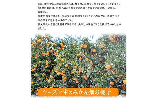熊本県玉東町産限定『坂田農園』のみかん 大容量 約10kg(2S-Lサイズ) 予約受付中 フルーツ 秋 旬 ジャム ゼリー 玉東町70年のベテラン！濃厚な食味とジューシーな果汁 熊本県玉東町《10月上旬-1月末頃出荷》---sg_sktsmk_af101_25_13500_10kg---