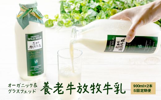 【定期便：全5回】オーガニック＆グラスフェッド養老牛放牧牛乳900ml×2本【1300501】