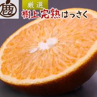 ＜4月より発送＞厳選樹上完熟はっさく2kg+60g（傷み補償分）【有田の春みかん・五月八朔・さつきはっさく・木生りはっさく・きなりはっさく】【光センサー選別】   CZ123