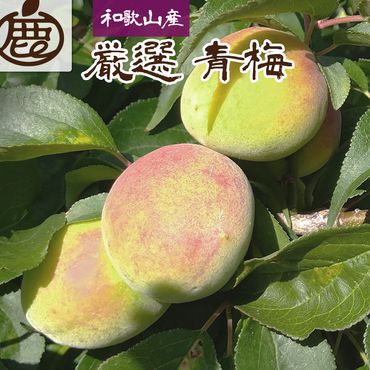 先行予約】【秋の美味】【和歌山ブランド】濃厚たねなし柿 秀品 ２Ｌ