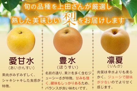 上田果樹園の元祖！玉東梨(旬の品種をお届けします)約5kg(8玉-16玉)熊本県玉名郡玉東町 なし 果物 スイーツ デザート 《7月下旬-9月下旬頃出荷》---sg_cuednasi_p79_r8_14500_5kg---