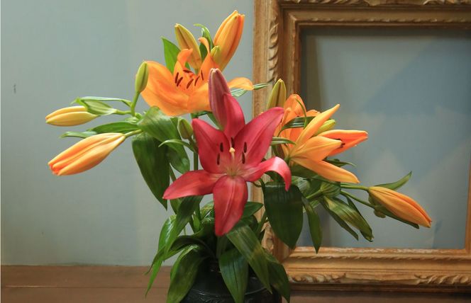 京丹後すかしユリ　色お任せ10本（30～35輪）（2026年9月下旬～発送）　NG00013