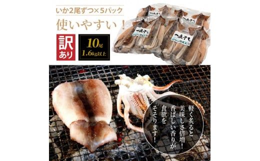 【訳あり】絶品！肉厚するめ烏賊一夜干したっぷり10尾（1.6kg以上） _1836R