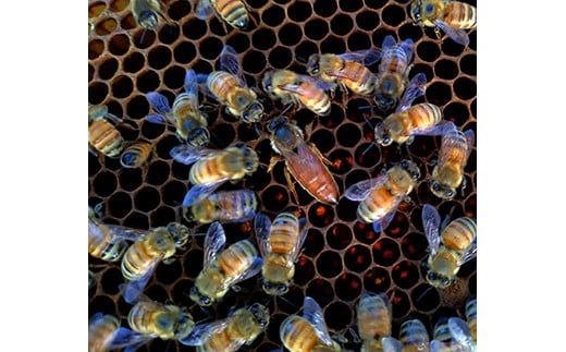 88-1052　みかん蜜 百花蜜 季節の蜂蜜　150ｇ3本セット