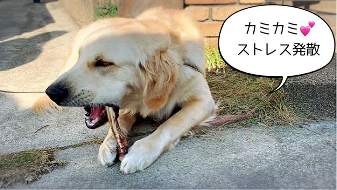 FB143_大型犬向け☆天然いのししのスモーク骨ガム3本【定期便】全6回／みやき町