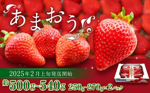 博多あまおう（春） 約250g～270g×2パック 計約500g～540g【2025年2月上旬～4月下旬発送予定】いちご 苺 イチゴ 果物 フルーツ