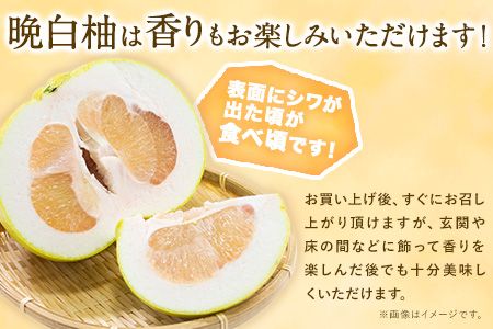 山本果樹園の晩白柚 2玉（2Lサイズ） 山本果樹園《12月中旬-3月中旬頃出荷予定》果物 フルーツ ザボン 熊本 特産品---sh_ymmtbanpe_q123_r7_15500_2l2t---