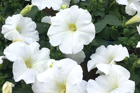 季節の草花 詰め合わせ｜花苗 ポット苗 宿根草 多年草 一年草 園芸 ガーデニング [0133]