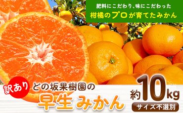 濃厚】和歌山県産 ネーブル オレンジ 約 7.5kg（サイズおまかせ） 厳選