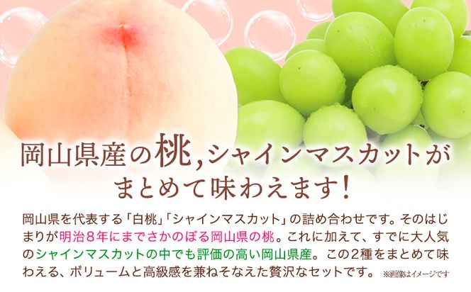 【2026年先行予約】桃・シャインマスカット詰め合わせ 約1kg クール便 冷蔵便 桃 もも 葡萄 ブドウ ぶどうシャインマスカット マスカット フルーツ セット 先行予約 晴れの国おかやま館 《2026年8月下旬‐9月中旬頃出荷》 フルーツ 果物 果実 岡山県 笠岡市---H-23---