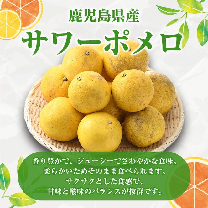 ＜先行予約受付中！2026年1月以降順次発送予定＞訳ありサワーポメロ(約10kg) 国産 果物 フルーツ 柑橘 甘味 酸味 デザート おやつ【松永青果】akn053-16