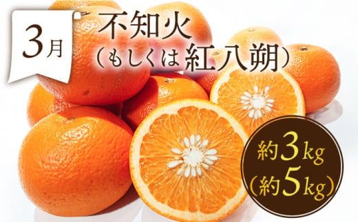 【年6回 奇数月コース】果物屋が選ぶ旬のフルーツ定期便 いちご メロン ハウスみかん 梨 柿 など / 南島原市 / 贅沢宝庫 [SDZ021]