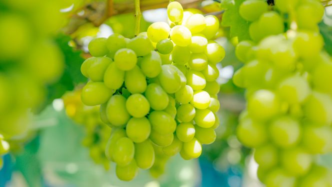 【 先行予約 2026年8月下旬以降発送 】 農家直送 ! 八千代町産 シャインマスカット 約 1.4kg （ 2～3房 ） マスカット フルーツ 果物 ぶどう ブドウ 葡萄 フルーツ ふるさと納税 [AJ003ya]