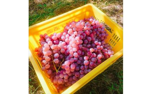 【モンデ酒造ふるさと納税】ワイン甲州辛口 ベリーA2本セット 018-004