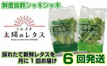 くにさき太陽のレタス4月から半年間定期便/計6回発送_1686R