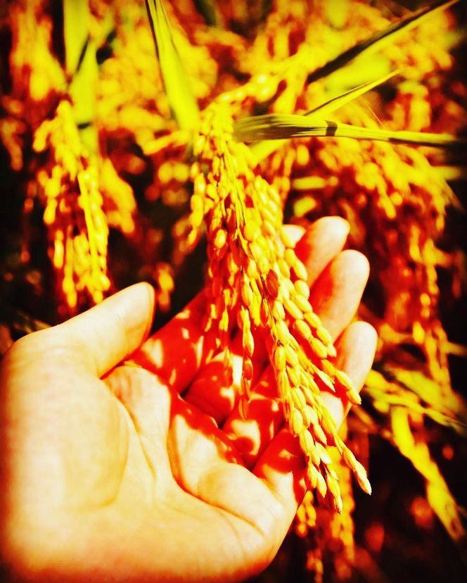 BE-33b 岐阜県産 コシヒカリ と コシヒカリ１００％ 米粉 の セット【精米１０kg 上新粉１kg】