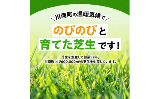 老舗日向芝産「姫高麗芝」2平方メートル 【 2㎡ 九州産 川南町産 宮崎県産 芝生 日本芝 ガーデニング 】 [F10302]
