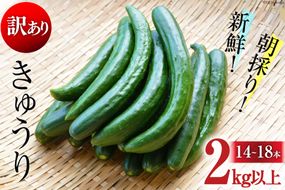 AG064【令和8年度出荷分】【訳あり】新鮮 朝採りきゅうり 2kg以上 [ きゅうり 野菜 サラダ 漬物 酢の物 長崎県 島原市 ]