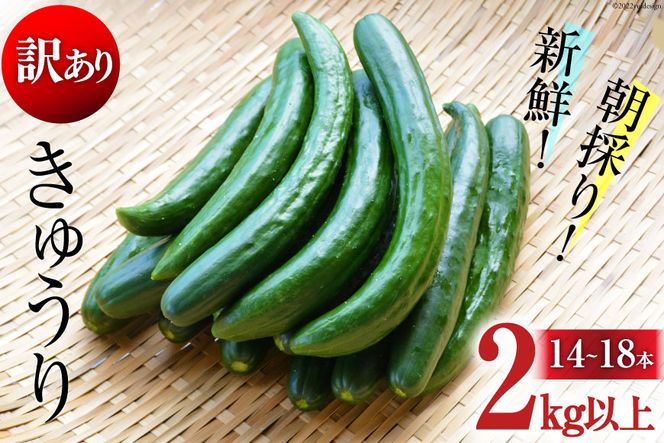 y茧szAG064yߘa7Nxoוzy󂠂zVN ̂肫イ 2kgȏ