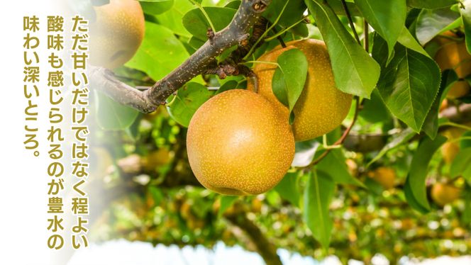 《 先行予約 》豊水 6～12玉 (約3kg ) 【 2026年8月下旬発送開始】 フルーツ 果物 なし ナシ 旬 新鮮 旬 期間限定 甘い 国産 [DV001us]