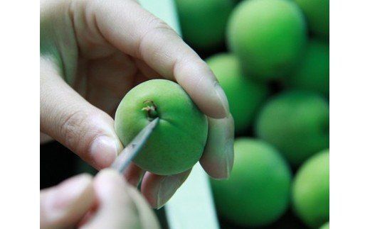 和漢入り梅エキス 葯膳梅 H001-063