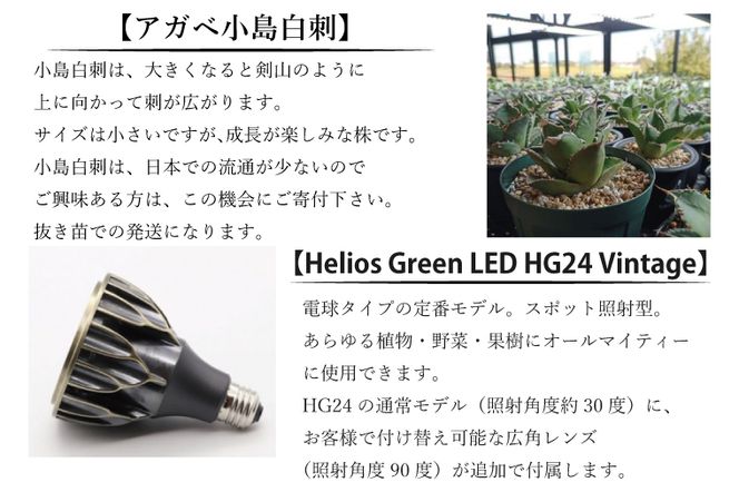 BN012-1　お部屋の癒し　観葉植物「アガベ（小島白刺）」と植物育成ライト「ヘリオスグリーンLED（ヴィンテージ）」の2点セット