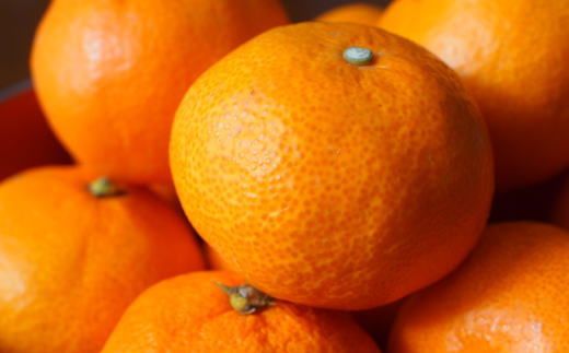 ［高糖系］貯蔵越冬丹生系みかん約5kg（S～Lサイズおまかせ）★2026年2月下旬頃より順次発送 	BZ071