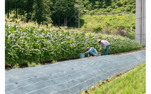 【2026年先行予約】山梨県都留市産 ゴールドラッシュ 7本｜ 新鮮 朝採れ もぎたて発送 甘い とうもろこし トウモロコシ 産地直送 送料無料【炭香ファーム】FC002