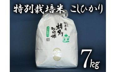 a15-216　特別栽培米 こしひかり